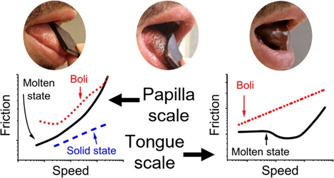Explorer la fascination du chocolat