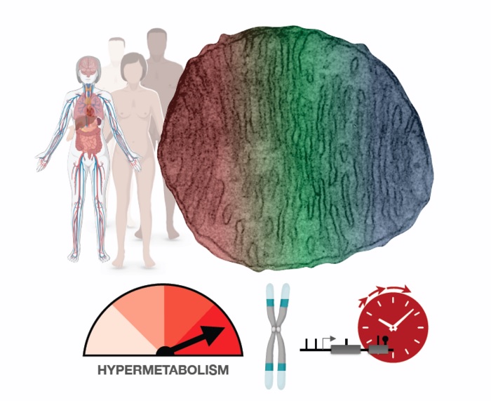 Métabolisme cellulaire hyperactif impliqué dans Biol