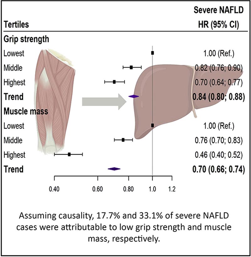 La masse musculaire et la force de préhension prédisent la stéatose hépatique